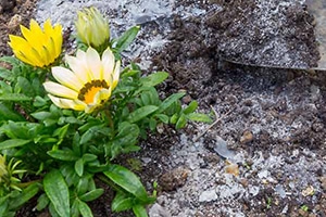 Asche als Dünger im Garten